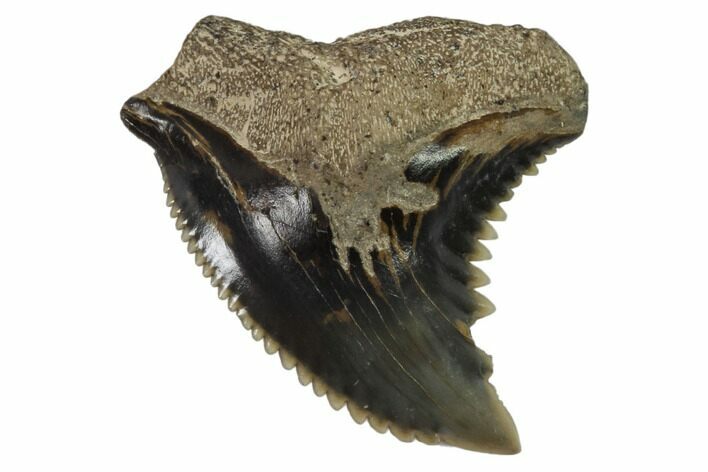 Hemipristis Shark Tooth Fossil - Virginia #102151